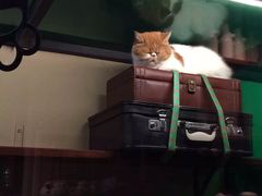 -猫咪博物馆(顶澳仔猫街店)