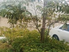 -张钰强中医正骨推拿连锁(唐家人才公寓店)