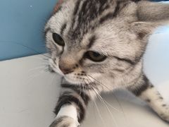 -瑞派福兴宠物医院犬猫全科·骨科·中西医结合(河东店)