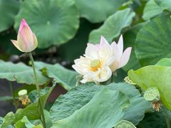-莲花池公园