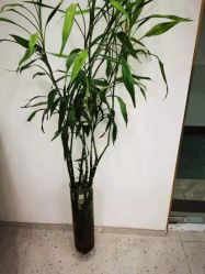 -苗方清颜·祛痘皮肤管理