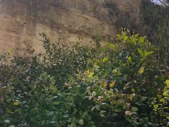 -彩色沙林风景区