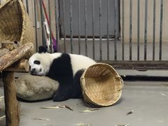 -成都大熊猫繁育研究基地
