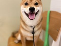 -帕帕拉兹宠物(亚洲旗舰店)