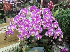 -循礼门鲜花花市(武汉循礼门店)