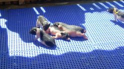 小香猪-萌宠亲子动物乐园(槐房万达店)