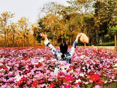 -天适樱花悠乐园