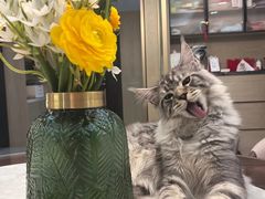 -欣宠猫屋·矮脚拿破仑·蓝金金渐层