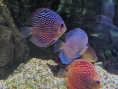 -海合安武汉极地海洋公园
