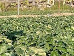 -南国桃园旅游度假区