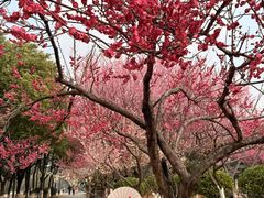 -月湖风景区