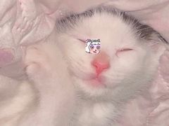 -宠福鑫康馨动物医院·骨科·眼科