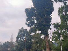 -峨眉山报国寺