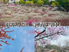 -香雪海
