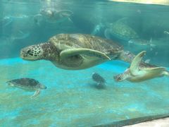 -海合安成都极地海洋公园