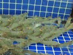 -碧海银沙海鲜餐厅(恒大海上威尼斯店)