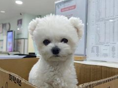 -佳雯宠物医院·皮肤科·内外科(春晓路分院)