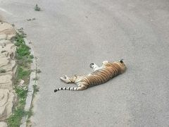 -大连森林动物园