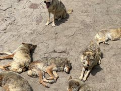 -西霞口神雕山野生动物世界