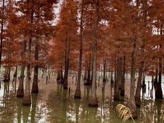 -白鹭湾湿地公园