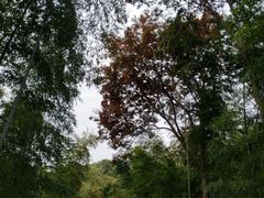 -上海佘山国家森林公园天马山园