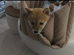 -天时宠物医院24小时疑难病例会诊中心(顾乡大街总院)
