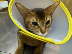 -瑞派名望24h动物医院异宠专科·猫专科·骨科·重症监护分院