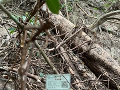 -海南热带雨林国家公园吊罗山景区