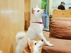 -柴务处·柴犬主题狗咖