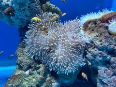 -海合安武汉极地海洋公园