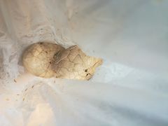 -金盆阿嬷香菇茶叶蛋(玄光店)