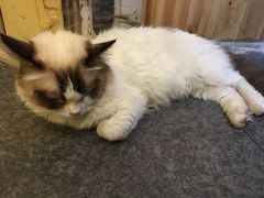 -猫色咖啡·猫咖