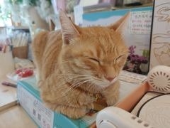 -猫的天空之城概念书店(苏州平江店)