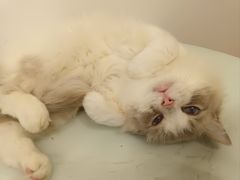 -有喵·猫咖·狗咖·30几只猫10只小狗(岗厦店)