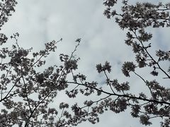 -高东镇樱花园