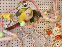 -吉丁鸟咖·异宠·寄养