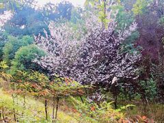 -铁山坪森林公园