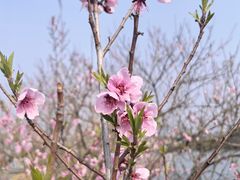 -羊山湖公园