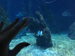 -暹罗海洋世界