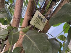 -呀路古热带植物园