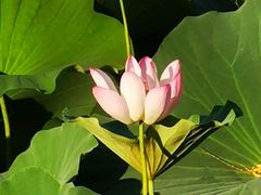 -萤火虫咖啡(后海店)