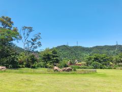 -银湖山郊野公园-相思林