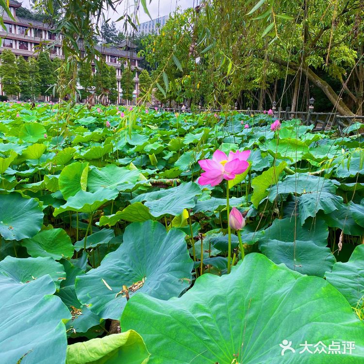 乐山拍照圣地｜荷花味的夏天☀️