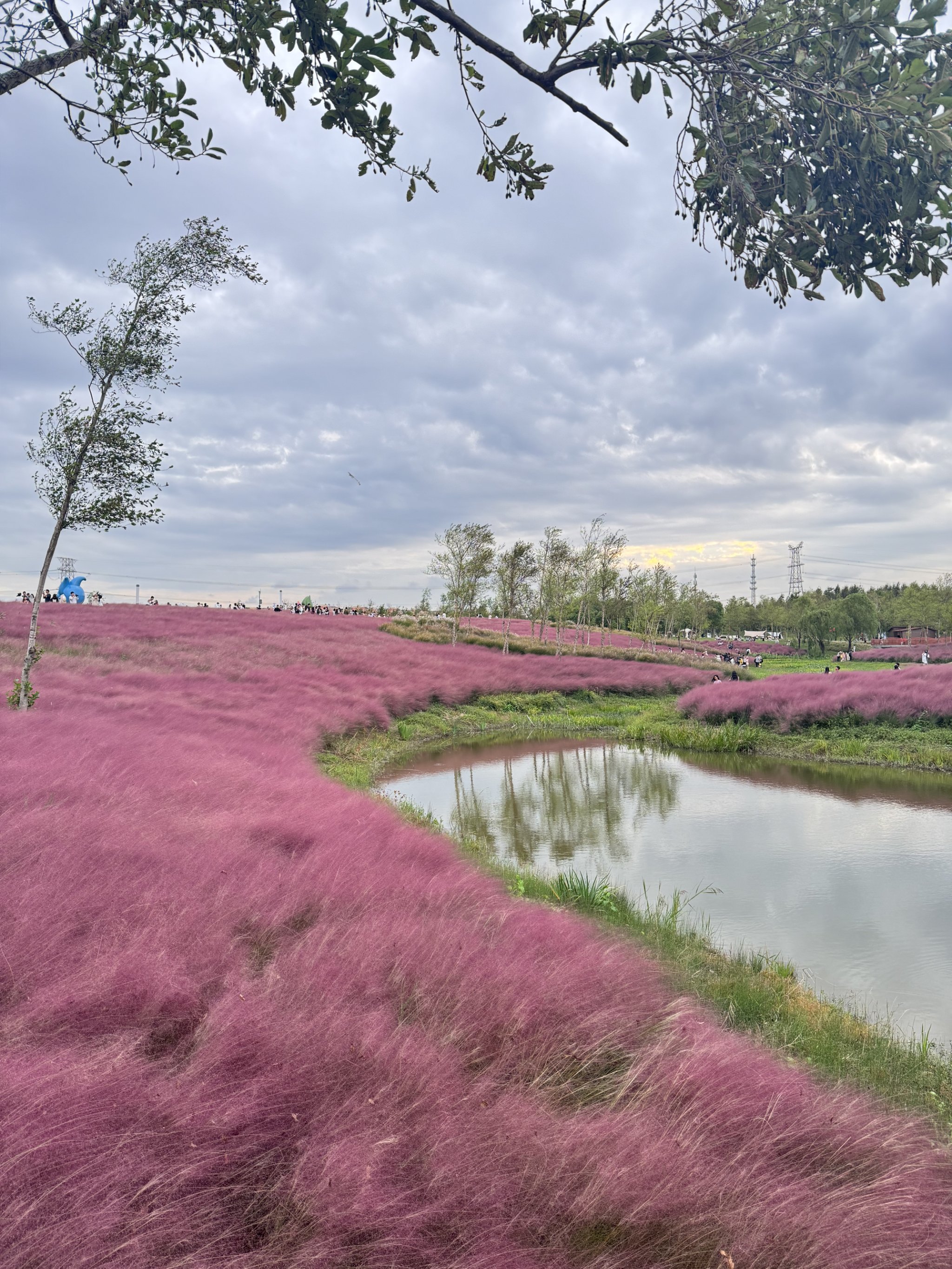 盱眙粉黛花海图片