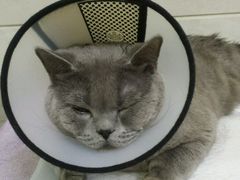 -瑞派天宁宠物医院·猫科·异宠中心