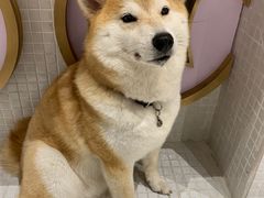 -柴务处·柴犬主题狗咖