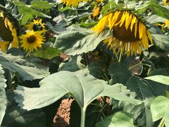 -松山湖梦幻百花洲