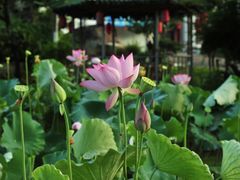 -婺源风景区