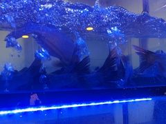 -云中鱼蒸汽石锅鱼(川沙百联店)