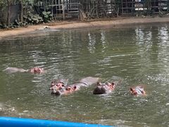 -广州长隆飞鸟乐园